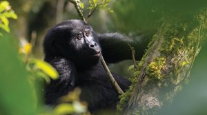 WHERE TO SEE GORILLAS and Chimpanzees