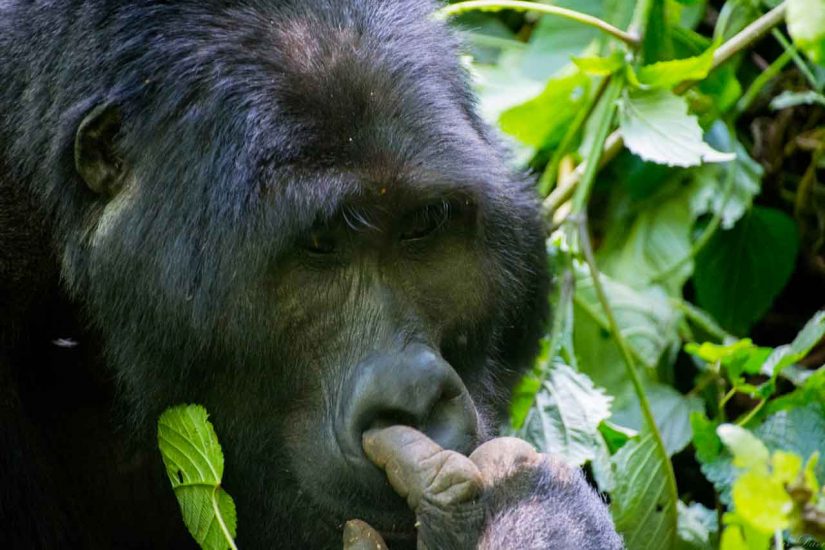 Is it possible to trek Mgahinga Gorillas via Kigali?