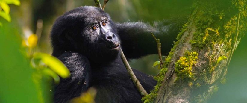 Things you need to keep in mind if you ever want to visit these beautiful Gorillas yourself