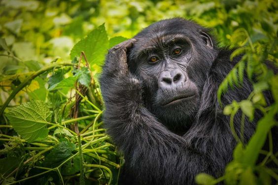 Gorilla Trekking Africa: Luxury Gorilla Trekking Safaris and Uganda Tours