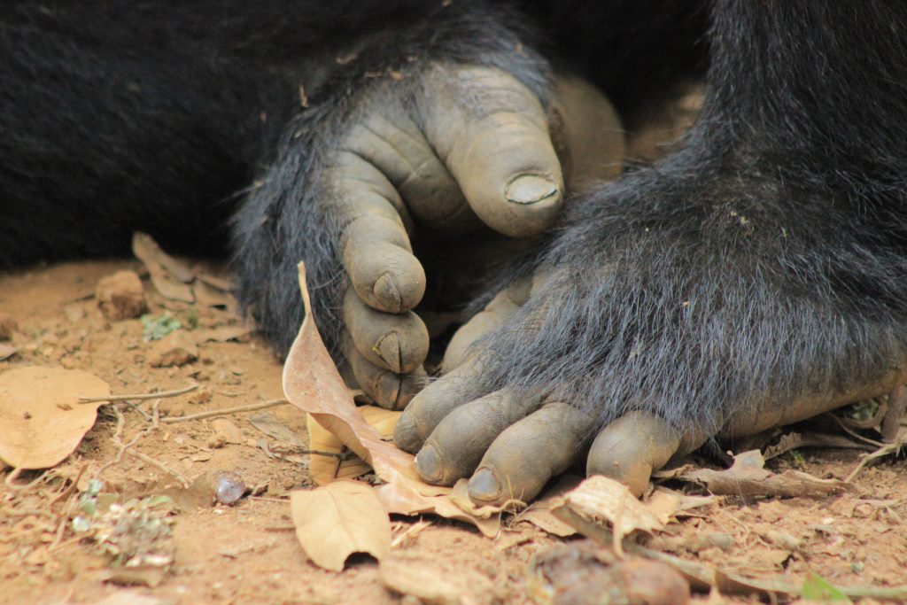 Gorilla Trekking Africa: Luxury Gorilla Trekking Safaris and Uganda Tours