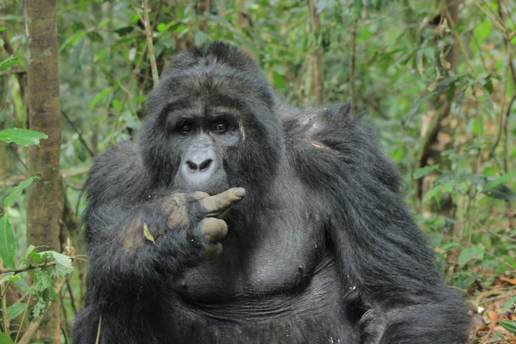 Gorilla Uganda Tours
